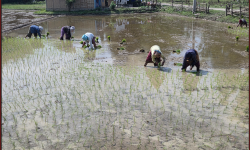 सुनसरीमा चैते धान रोपाइँ