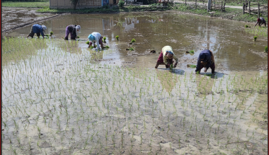 सुनसरीमा चैते धान रोपाइँ