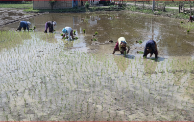 सुनसरीमा चैते धान रोपाइँ