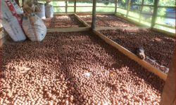 रुद्राक्ष खेतीबाट मनग्य आम्दानी