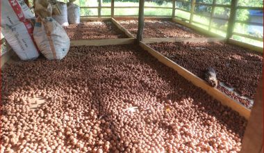 रुद्राक्ष खेतीबाट मनग्य आम्दानी