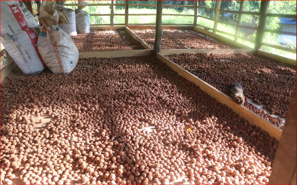 रुद्राक्ष खेतीबाट मनग्य आम्दानी