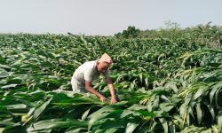 केरा खेतीको बिमा नहुँदा किसान मारमा