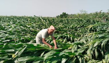 केरा खेतीको बिमा नहुँदा किसान मारमा