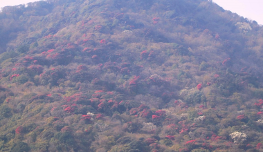 ‘मुन्दुम पदमार्ग’ क्षेत्रमा गुराँस ढकमक्क