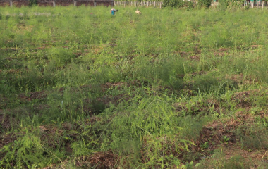 आश्रम व्यवस्थापन गर्न कुरिलो खेती