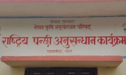अनुसन्धानका लागि पालिएका ५० लाखका पन्छी क्षति